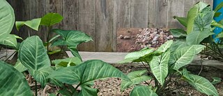 Ausgestellt ist hier ein Arbeit von Omer Wasim, die während der Residenz entstanden ist.