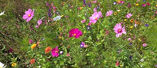 Descárgate la app Flora-Incognita, haz una foto y sabrás qué plantas están en flor.