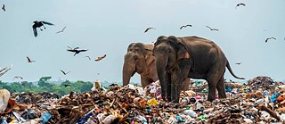 The Story of Oluvil Pallakkadu Elephants