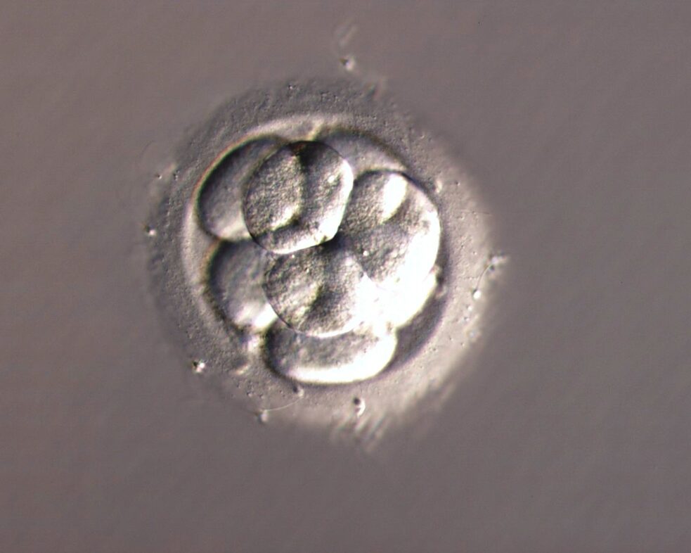 Ľudské embryo 3. deň po oplodnení