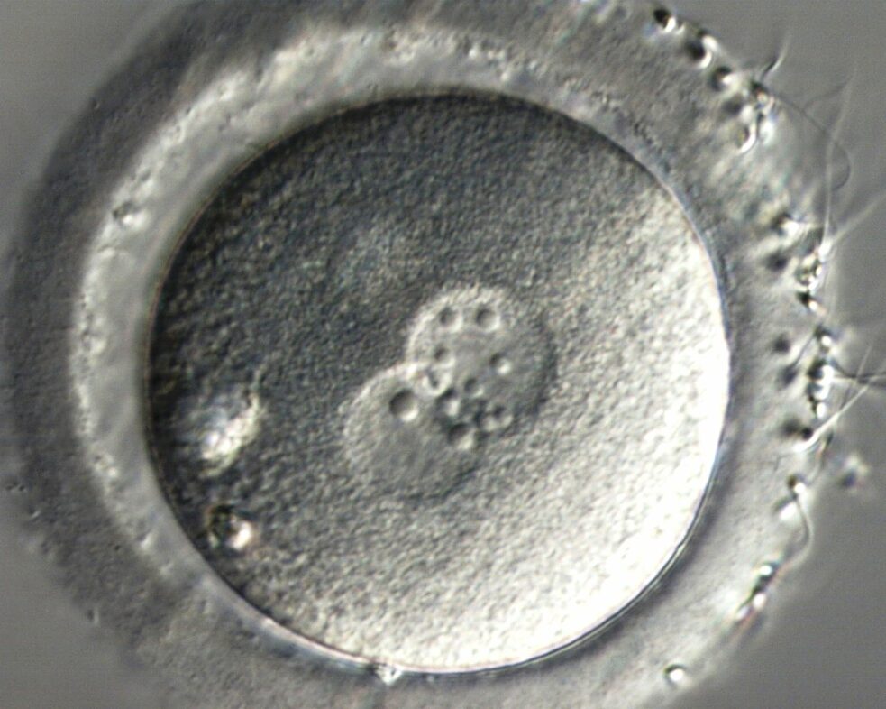 Prvý deň po oplodnení, oplodnené vajíčko, v ktorom dochádza k splynutiu genetickej informácie od otca a od matky