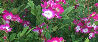 Rose "Mozart" 