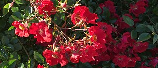 Rosen