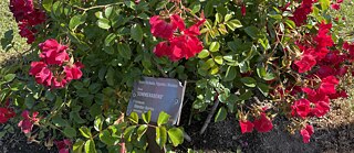 Rose "Sommerabend"