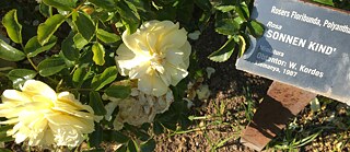 Rose "Sonnenkind"