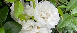 Rose "Schneewittchen"