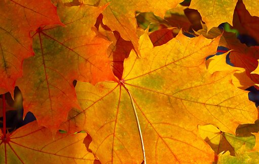 Ein Bild von Blättern in Herbstfarben