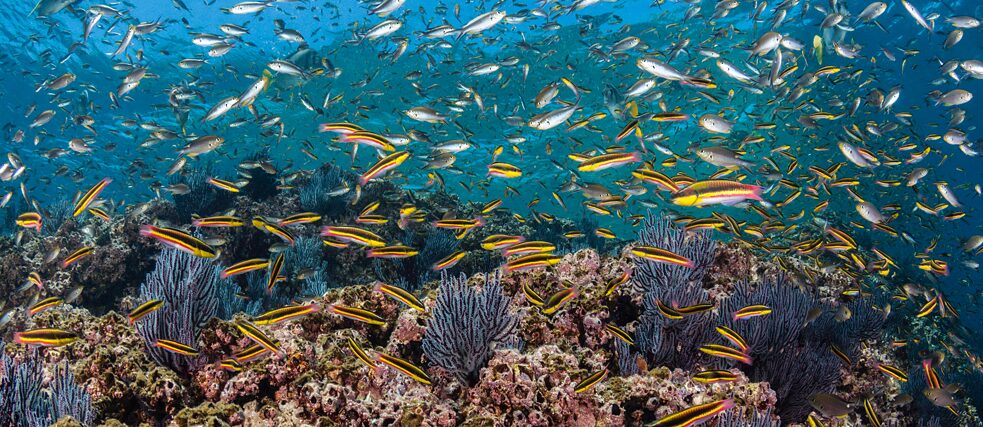 Una parte saludable de un arrecife de coral con muchos tipos diferentes de peces.