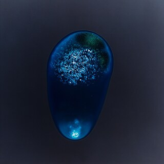 Sarah Schönfeld, All You Can Feel/ Planets, Love, 2013, ecstasy pill on photo negative, enlarged as C-Print, 70 x 70 cm