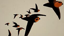 The Chimney Swift @ BISFF 2021