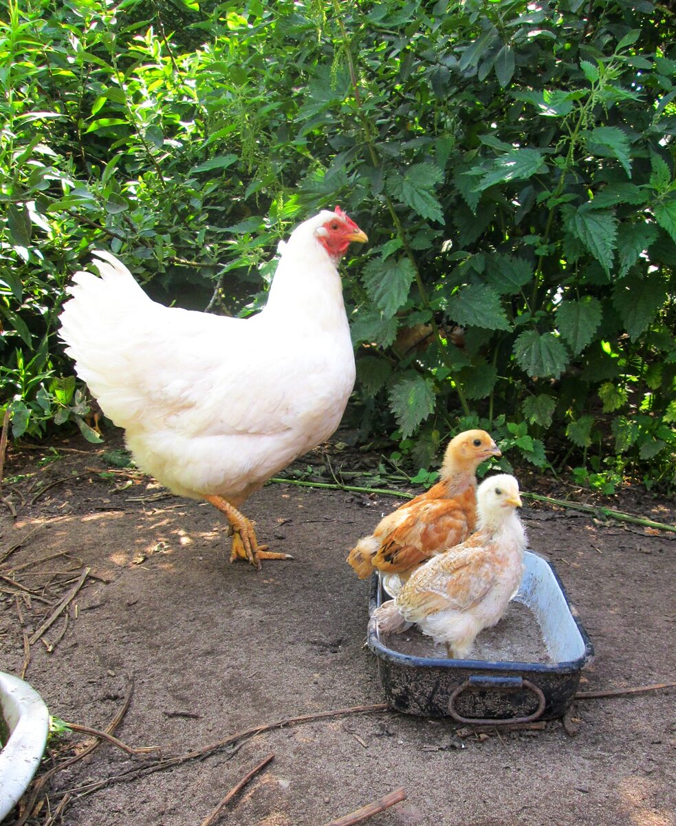 Die frei lebenden Hühner haben vor Kurzem Nachwuchs bekommen