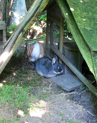 Our rabbits are a favourite with our younger inhabitants