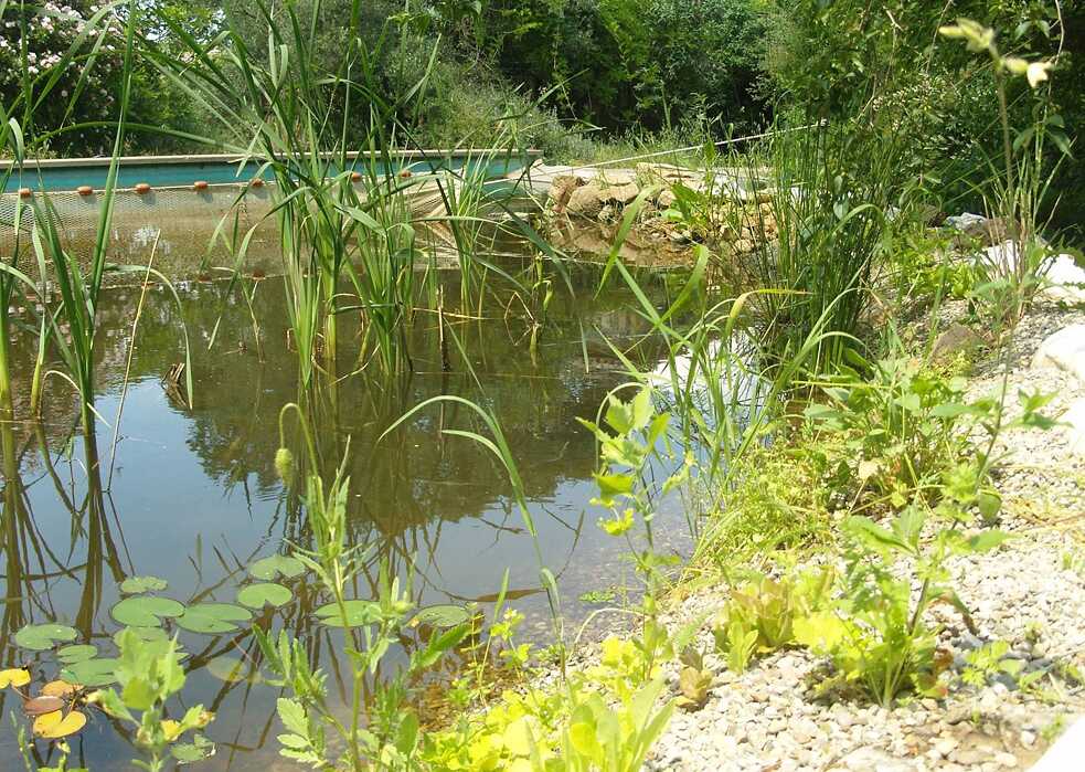 Ejemplo de una alberca ecológica en un huerto permacultural
