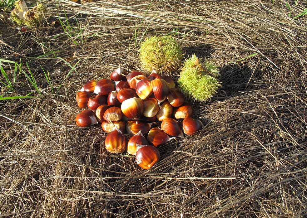 Las nueces y las castañas pueden brindar carbohidratos más sustentables que los cereales.