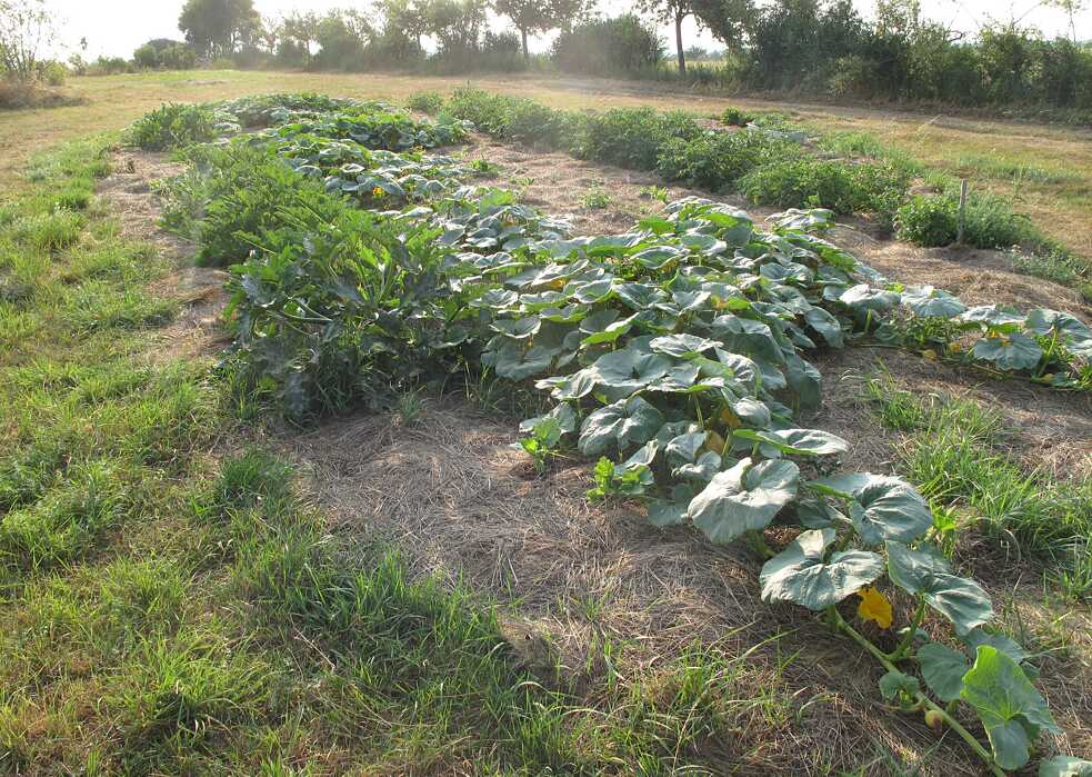 Permacultura típica: una cama de heno que no requiere mucho trabajo cultivada con calabazas, calabacitas y papas.