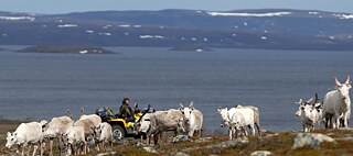 Un troupeau de rennes dans la région du Finnmark, au nord de la Norvège. Le Finnmark est la province la plus grande et aussi la moins peuplée de Norvège. La majorité des Samis y vivent.