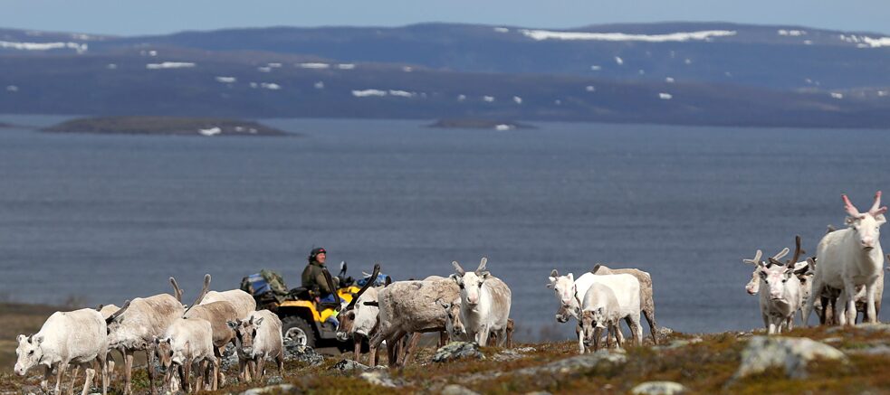 A reindeer herd in the Finnmark region in northern Norway. The Finnmark is the largest and also most sparsely populated province in Norway. The majority of the Sámi live here. 