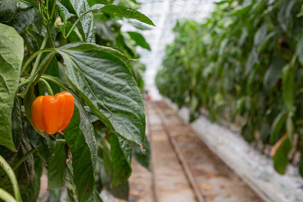 Un pimiento fresco.