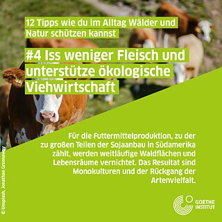 Infopost Viehwirtschaft, Kühe auf Wiese