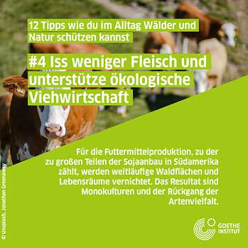 Infopost Viehwirtschaft, Kühe auf Wiese