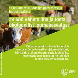 Infopostitus: Karjakasvatus, lehmad heinamaal