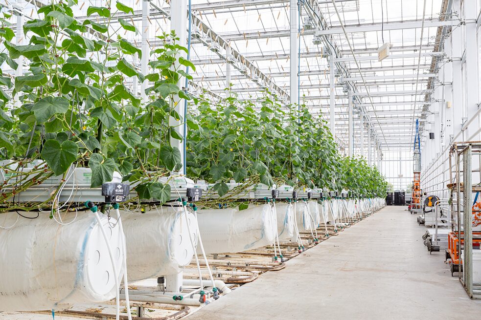 The first Lufa greenhouse in the Ahuntsic district.