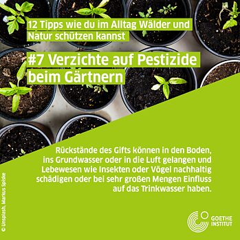 Infopost Gärtnern, Setzlinge in Blumentöpfen