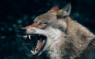 Der Wolf - „Kein Tier haben die Nazis mehr angehimmelt.“