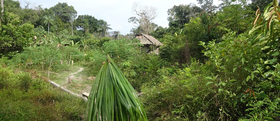 Für die Apurinã in Amazonien sind Palmen, die sie wie ihre eigenen Vorfahren behandeln, direkt mit dem Regen verbunden.