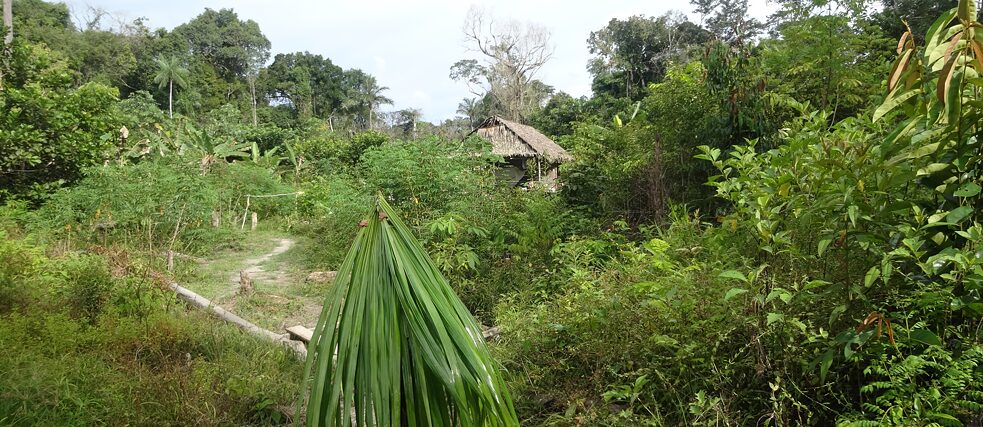 En Amazonie, les Apurinã estiment que leurs palmiers, qu’ils considèrent comme leurs ancêtres, jouent un rôle dans la volume des pluies. En Amazonie, les Apurinã estiment que leurs palmiers, qu’ils considèrent comme leurs ancêtres, jouent un rôle dans la volume des pluies.