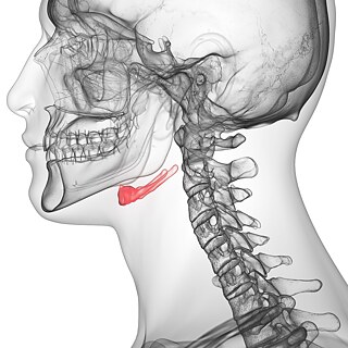 Die Anatomie des Zungenbeins