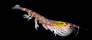Krill