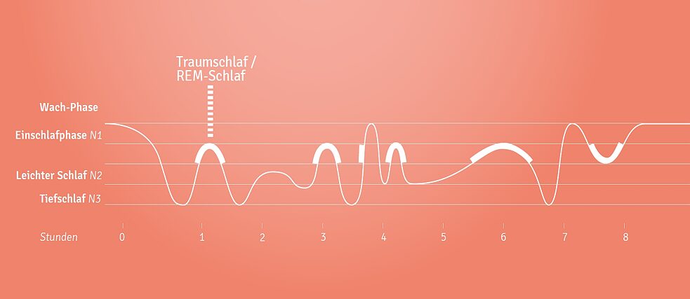 Les phases du sommeil