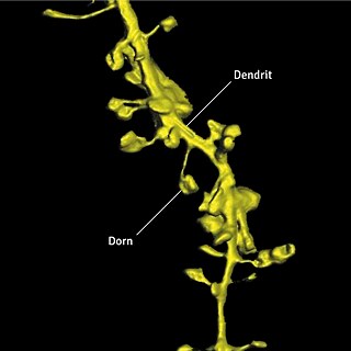 Épines synaptiques sur une dendrite d'une cellule nerveuse de l'hippocampe
