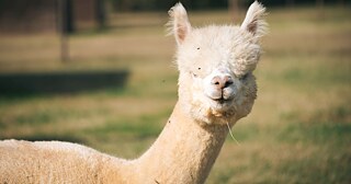   &copy; © Adobe Stock  