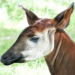 Okapi bylo objeveno v Kongu, je nejbližším žijícím příbuzným žiraf.
