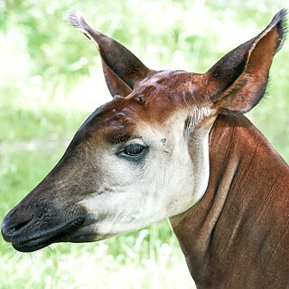 Das Okapi wurde im Kongo entdeckt und gilt als der am nächsten lebende Verwandte der Giraffe.