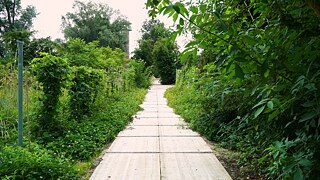 Una ciclovía rodeada de verde