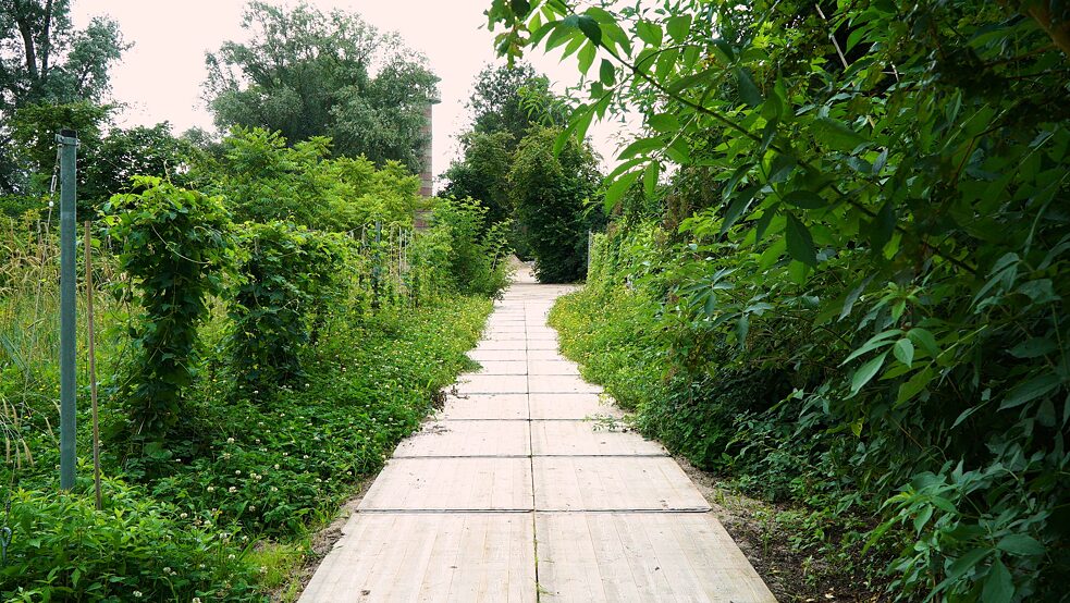 A concrete path surrounded by greenery