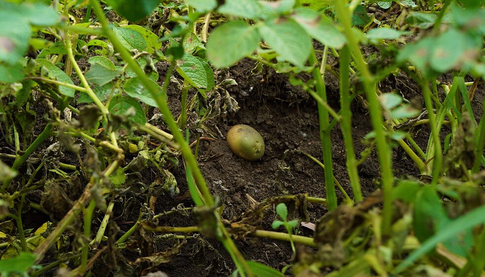 Mimo mokrego lata ziemniaki z tegorocznych zbiorów są zdrowe – Xaver przypisuje to bioróżnorodności, która umożliwia agroleśnictwo.