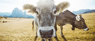 Da freuen sich nicht nur die Kühe, sondern auch das Klima: Würden die Deutschen ihren Fleischkonsum halbieren, könnten sich die ernährungsbedingten Treibhausgasemissionen um gut ein Viertel reduzieren.