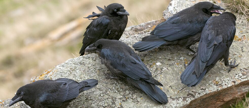 Corvo-comum (corvus corax): Todas os filhotes da ninhada já deixaram o ninho e esperam, sobre uma rocha acima de uma colônia de gaivotas, pelo alimento trazido pelas aves adultas.