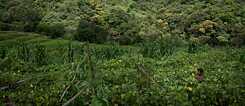 Seed grant project of Munira Mutaher and Shehan Obeysekera