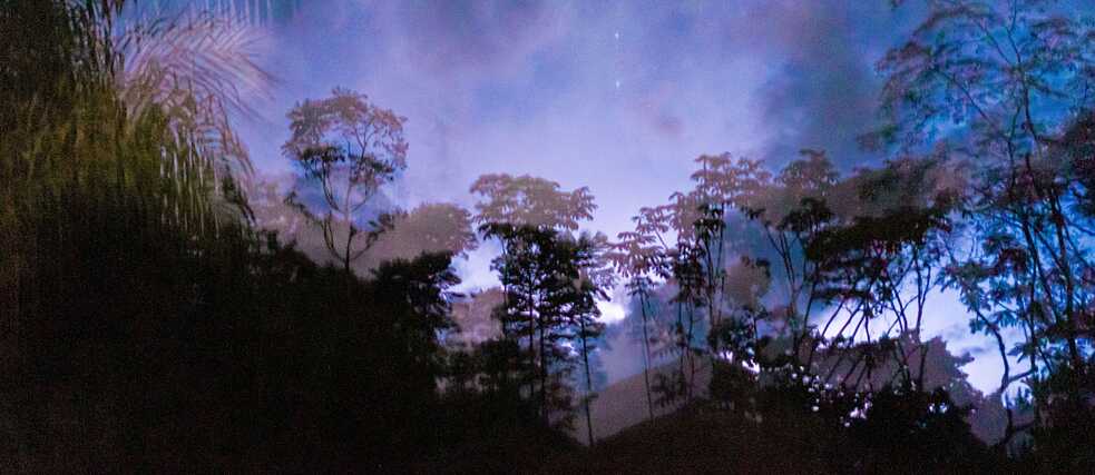 an evening sky bathed in blue and purple with palm trees and plants in the foreground, these are black with lighter accents that make them appear like shadows