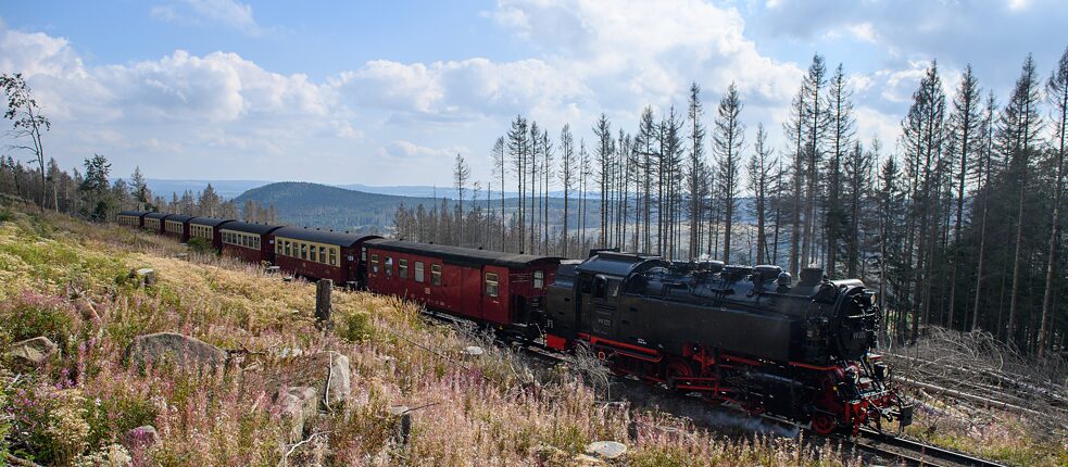 A Harzer Schmalspurbahnen (HSB) train chugs past dead coniferous trees: the 2019 and 2020 droughts and the bark beetle have killed off a large number of the spruce trees in the Harz. The dead wood is now being cleared and carted away.