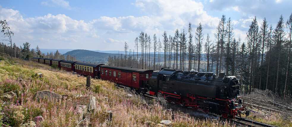 Un tren de los ferrocarriles de vía estrecha del Harz (HSB) pasa junto a coníferas muertas: La sequía de 2019 y 2020 y el escarabajo de la corteza han provocado la muerte de una gran parte de los árboles de abeto en el Harz. Ahora se están despejando las superficies de madera muerta y se están llevando la madera.
