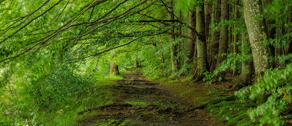 As florestas mistas são as que oferecem uma melhor resistência às alterações climáticas; nisso a comunidade científica está de acordo. No entanto, permanece ainda uma incerteza se simultaneamente poderão servir como «armazém» de CO2. 