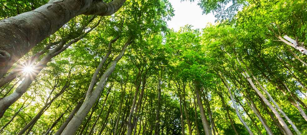 ¿Qué especie de haya resiste mejor el cambio climático?