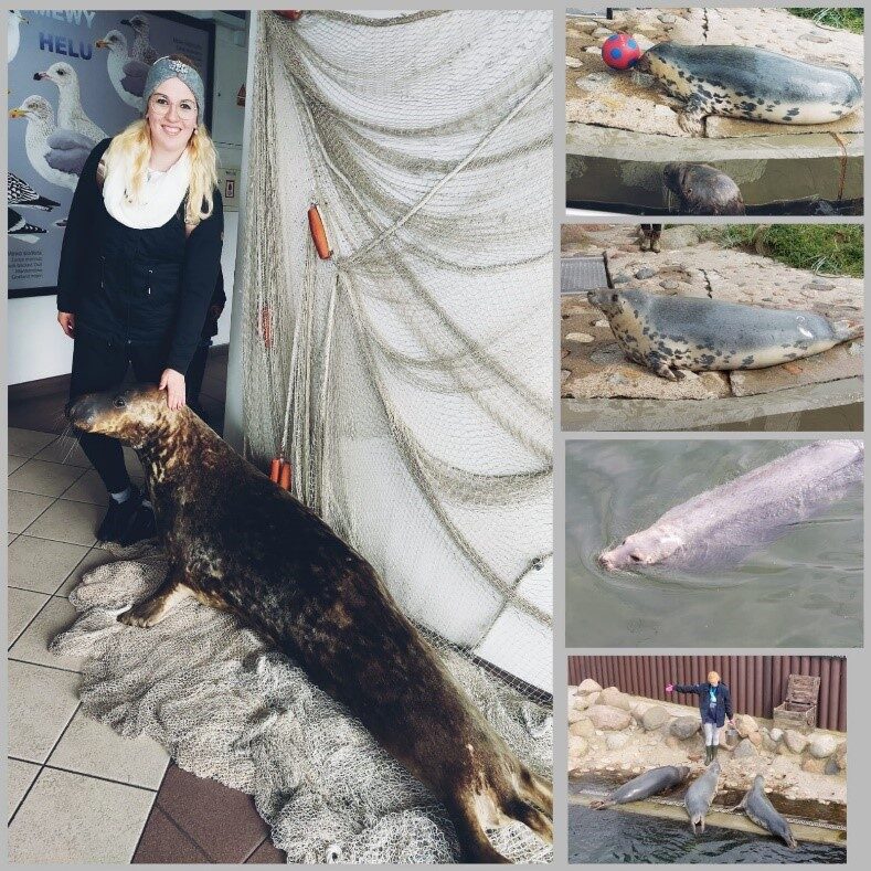 Seerobben-Station in Hel