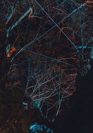 Trees-Jewgeni Roppel8
